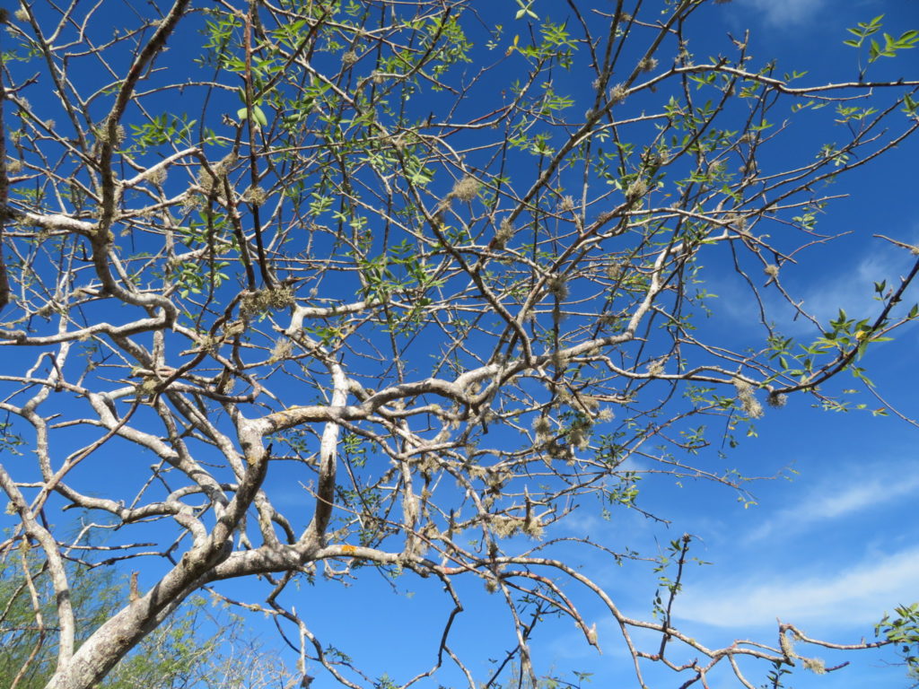 Palo Santo Tree at Cormorant Point