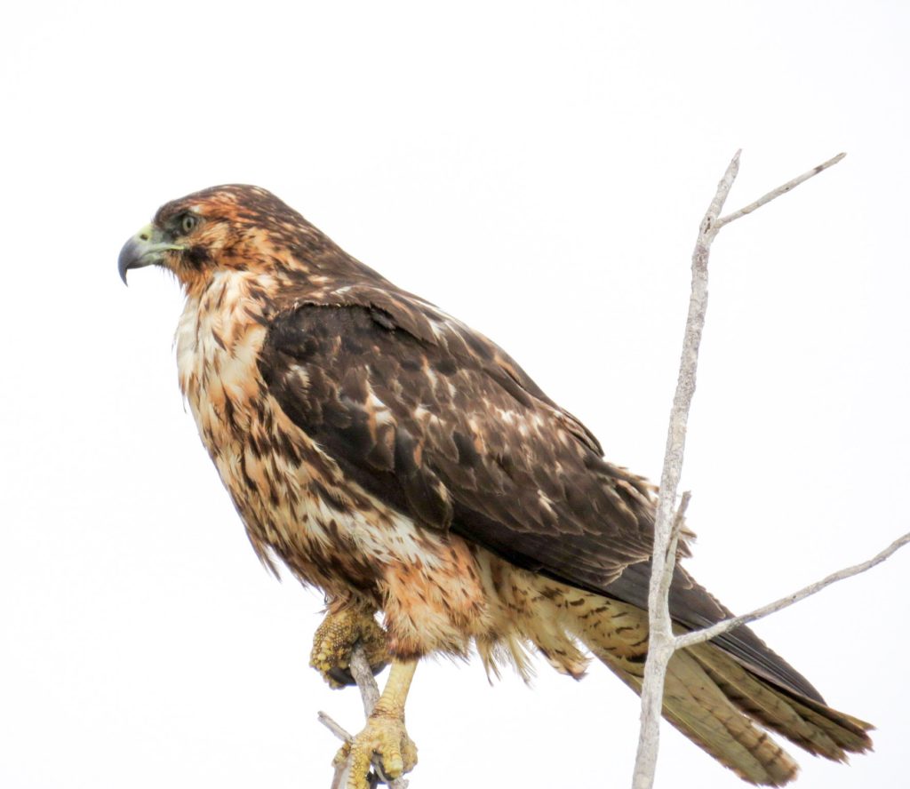 Majestic Hawk at Gardner Bay