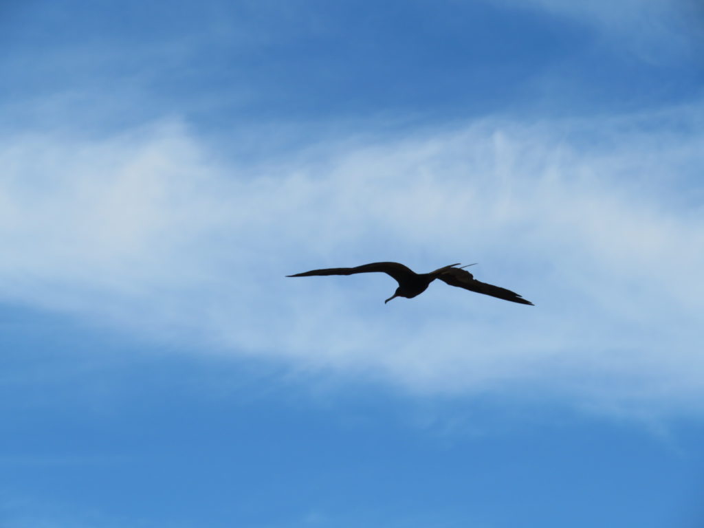Majestic Frigate Bird in Flight at Galapagos