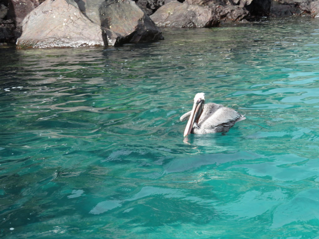 Santa Cruz Island