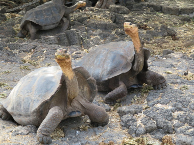 Giant Tortoises Galapagos