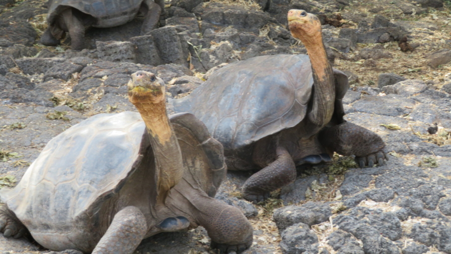 Giant Tortoises Galapagos