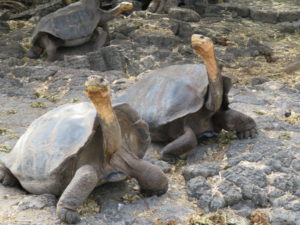 Giant Tortoises at Santa Cruz Galapagos