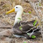 Waved Albatross Suarez Point Galapagos
