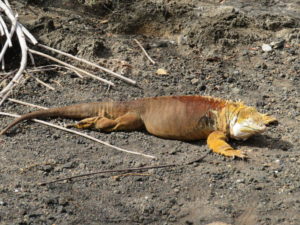 Very Rare Land Iguana at Santa Cruz