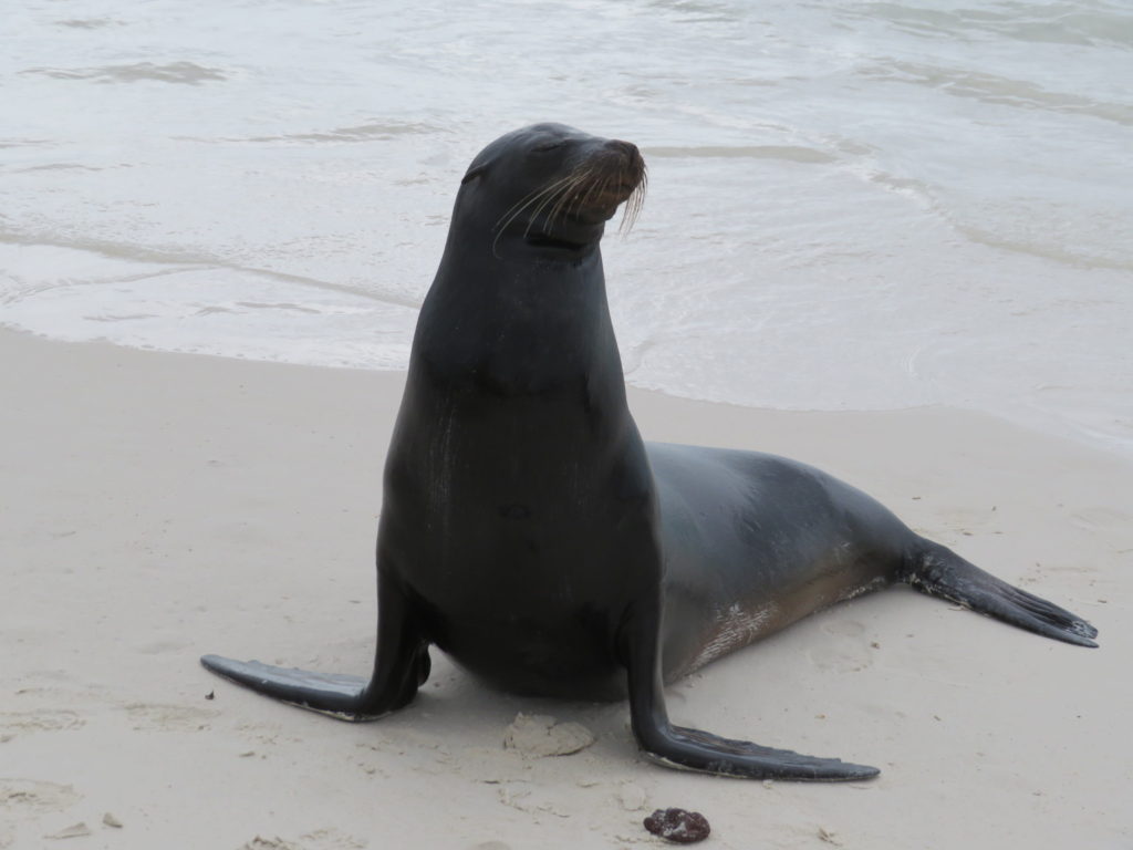 Sea Lion Espaniola Galapagos