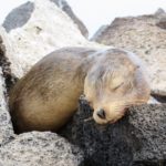 Sea Lion at Floreana Island 