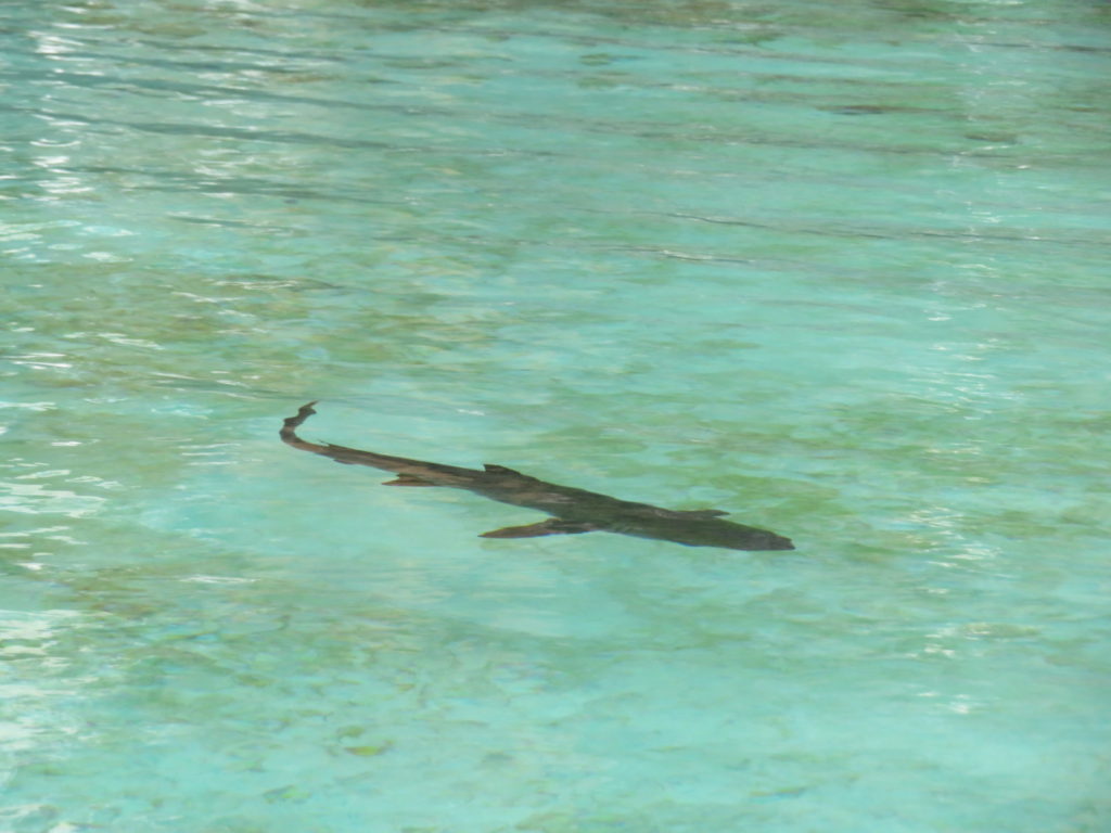 Baby Shark at Santa Cruz Island