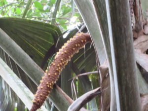 The Male Fruit of the Coco de Mer Tree Praslin Seychelles