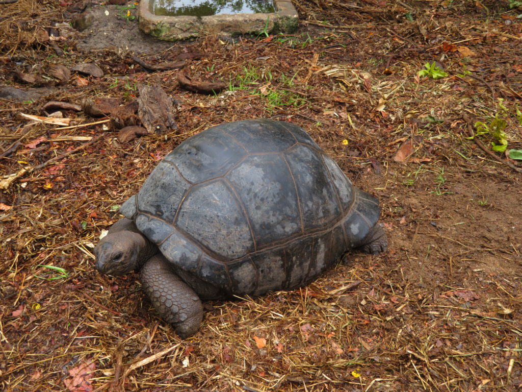 Giant Tortoise at Praslin