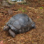 Giant Tortoise at Praslin