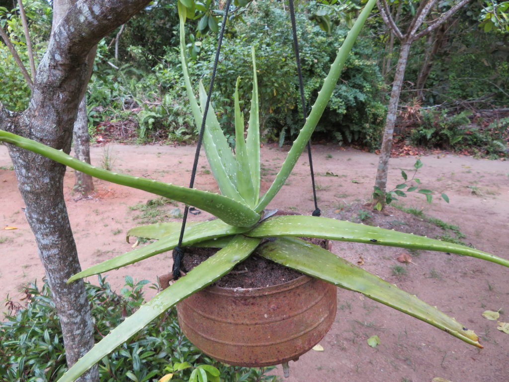 Aloe Vera Plant at Praslin Seychelles