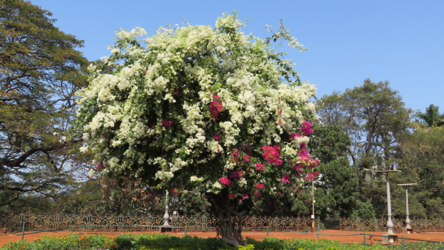 Beautiful Tree at the Hanging Gardens Mumbai India