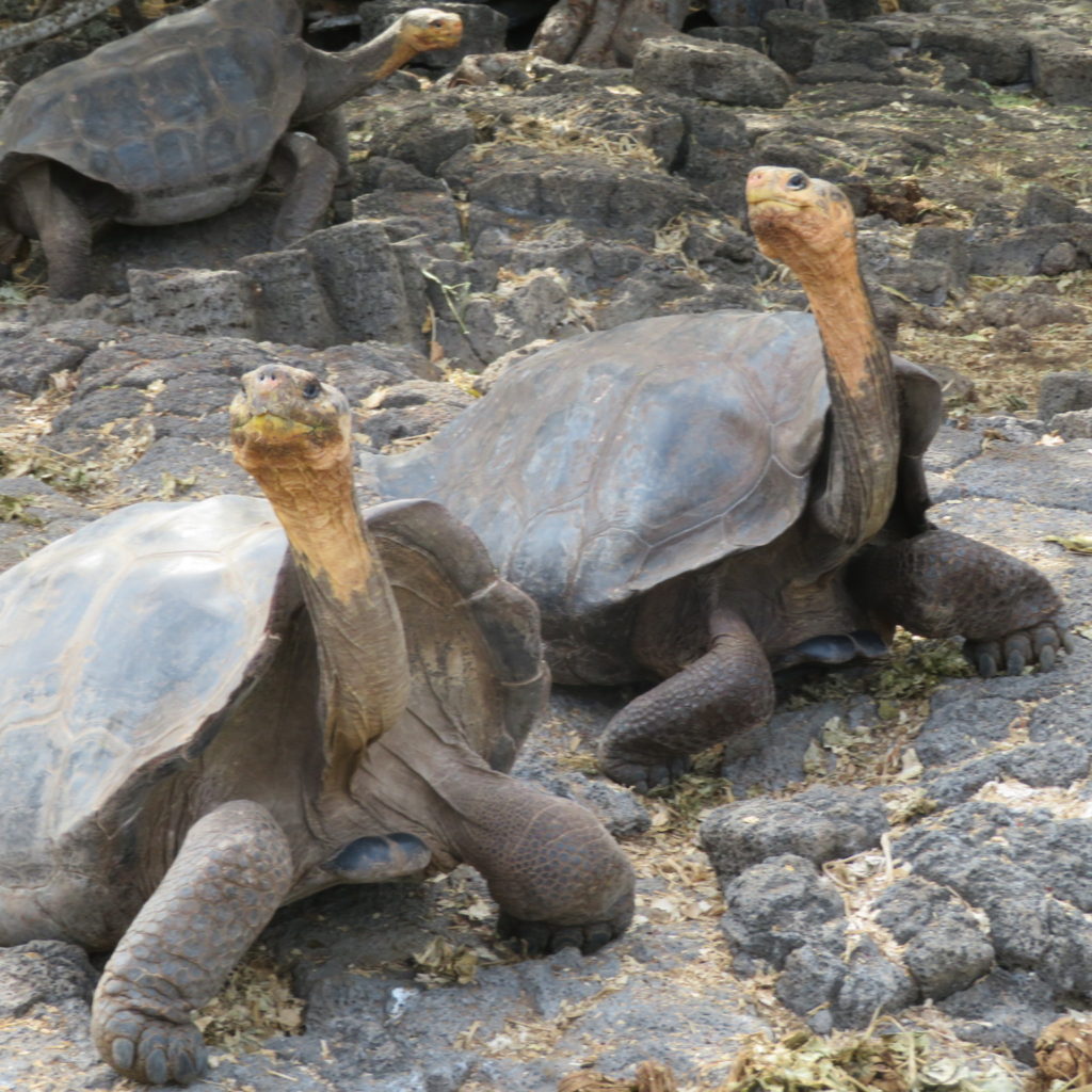 Two Giant Tortoises at Santa Cruz Island