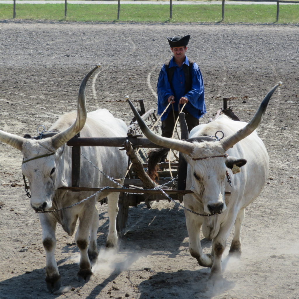 Cart Drawn by Bulls at Horse Show in Puszta Hungary