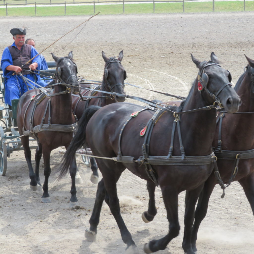 Magnificent Horse Drawn Carriage at Horse Show in Puszta Hungary