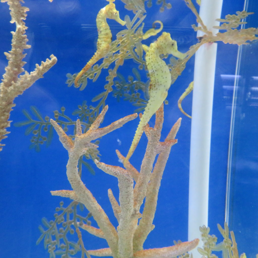 Seahorses in Tank at Coex Aquarium Seoul South Korea