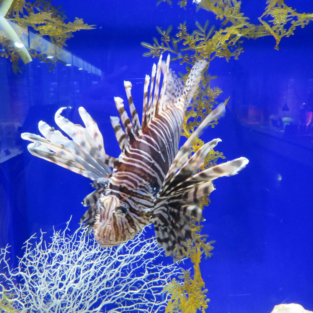 Magnificent Sea Creatures at Coex Aquarium Seoul