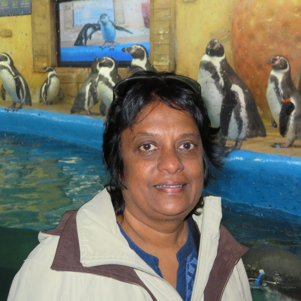 Encounter with Penguins at Coex Aquarium Seoul South Korea