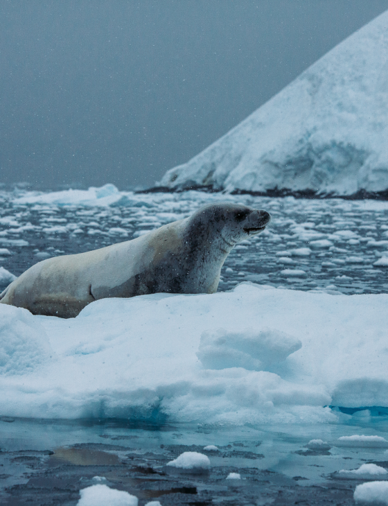 Wild Life in Antartica - Planning Trip