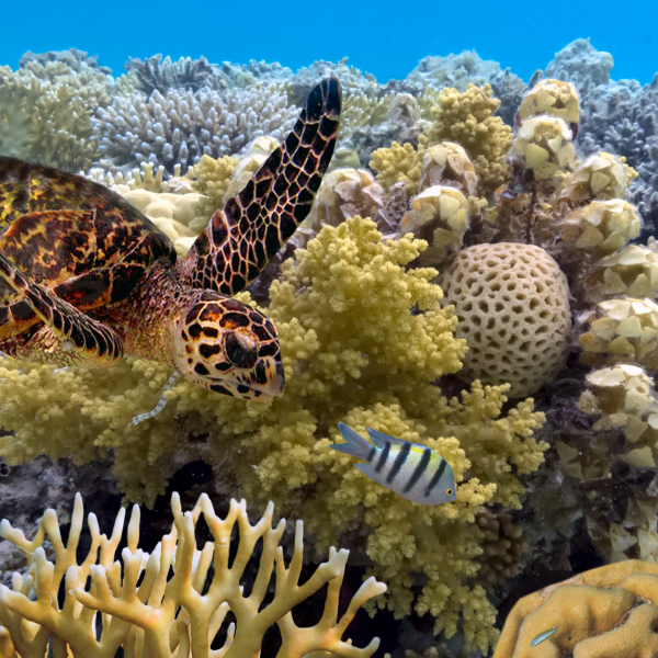 Awesome Corals and Marine Life at the Great Barrier Reef