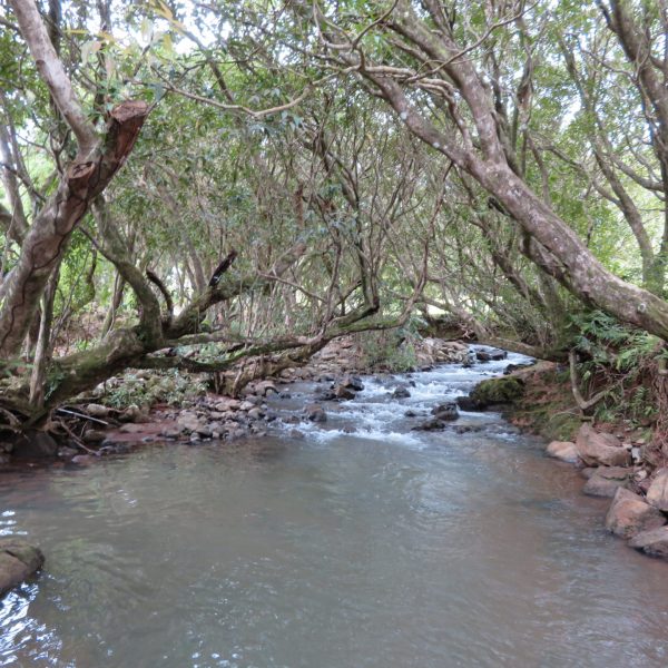 A Beautiful Stream at the 23 Colored Earth Mauritius