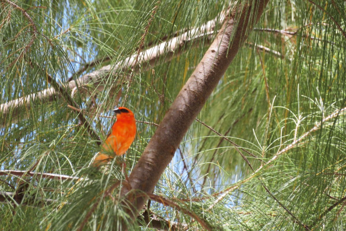 Ile Aux Cerfs Island Mauritius