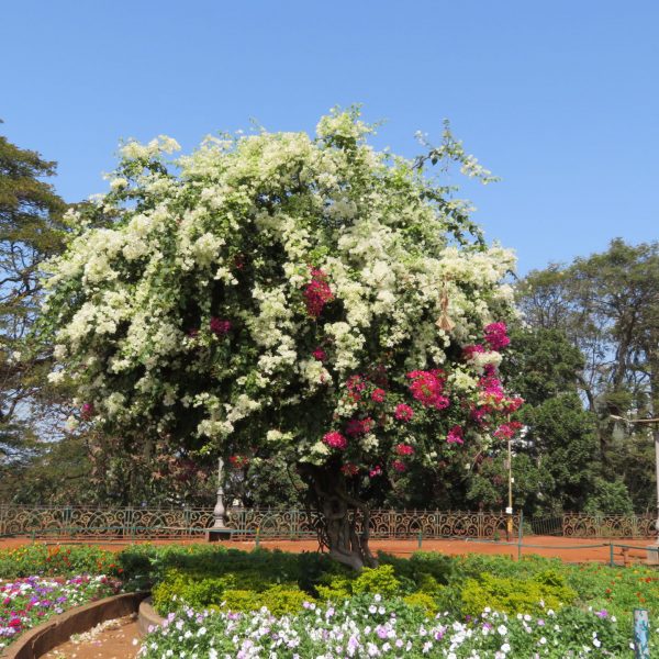 Beautiful Tree at the Hanging Gardens Mumbai India