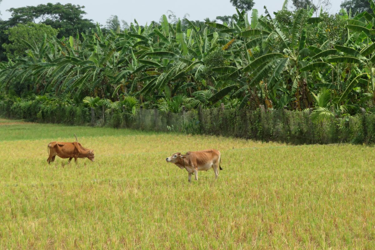 Rice Field Cox's Bazar Bangladesh