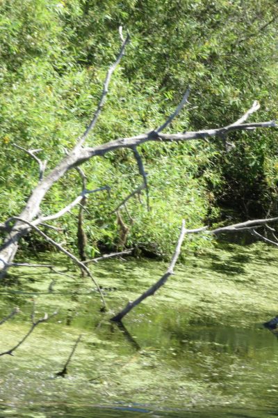 Bird at Danube Delta