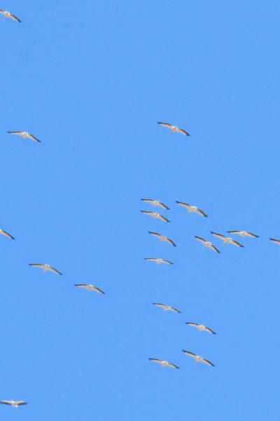Awesome Flock of Flamingos in Flight at Danube Delta
