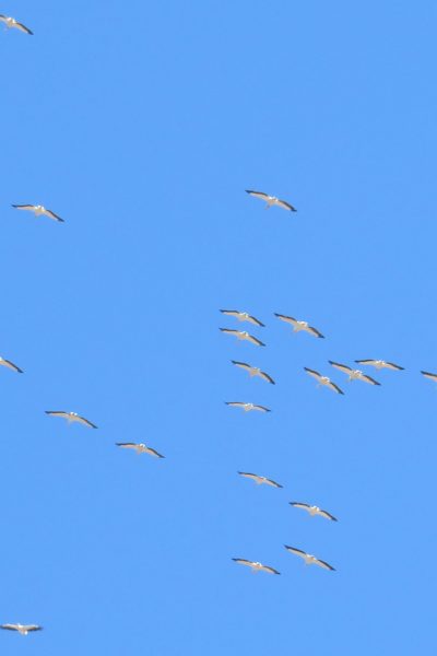 Awesome Flock of Flamingos in Flight at Danube Delta