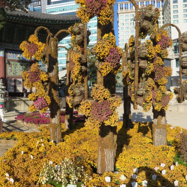 Chrisanthimums at the Jogyesa Temple Seoul