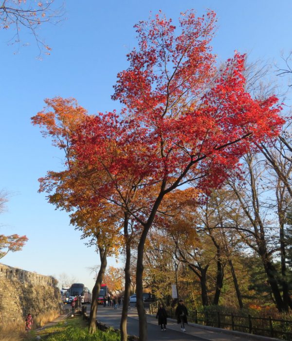 Beautiful Changing Colors in Seoul South Korea