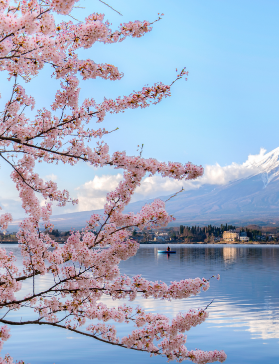 Beautiful Mount Fuji ar Cherry Blossom Time